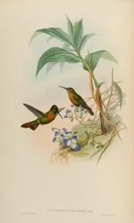 Clytolaema aurescens